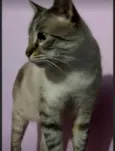 Piratinha um lindo !