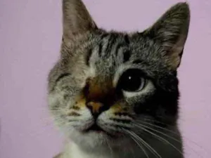 Gato raça Srd rajado  idade 2 a 6 meses nome Piratinha um lindo !
