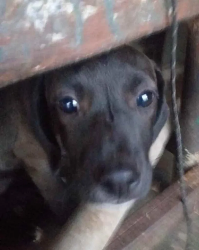 Cachorro ra a SRD idade 2 a 6 meses nome Cristal 