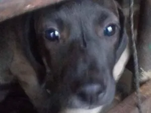 Cachorro raça SRD idade 2 a 6 meses nome Cristal 