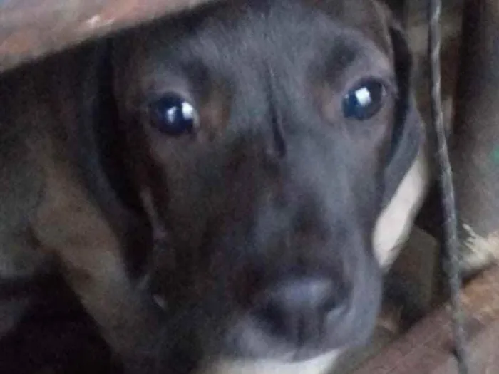 Cachorro ra a SRD idade 2 a 6 meses nome Cristal 