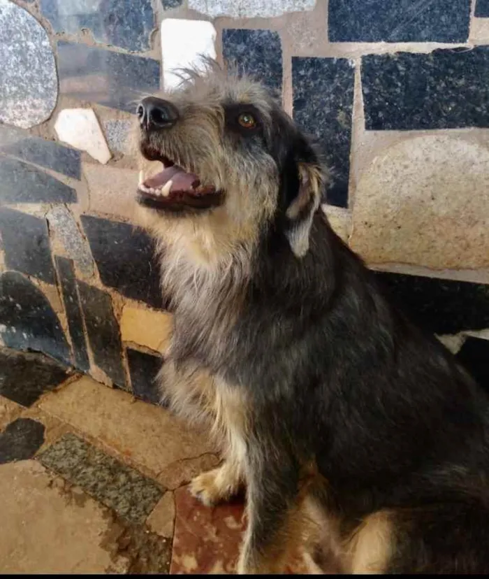 Cachorro ra a Mestiço  idade 1 ano nome Jack 