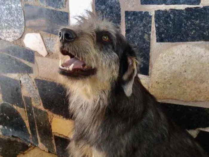 Cachorro ra a Mestiço  idade 1 ano nome Jack 