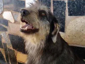 Cachorro raça Mestiço  idade 1 ano nome Jack 