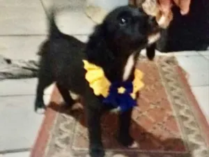 Cachorro raça Mestiça  idade 2 a 6 meses nome Lilica 