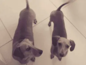 Cachorro raça Cofap  idade 1 ano nome Meg e Estrela 