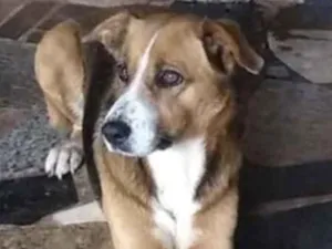 Cachorro raça SRD idade 1 ano nome Paloma 