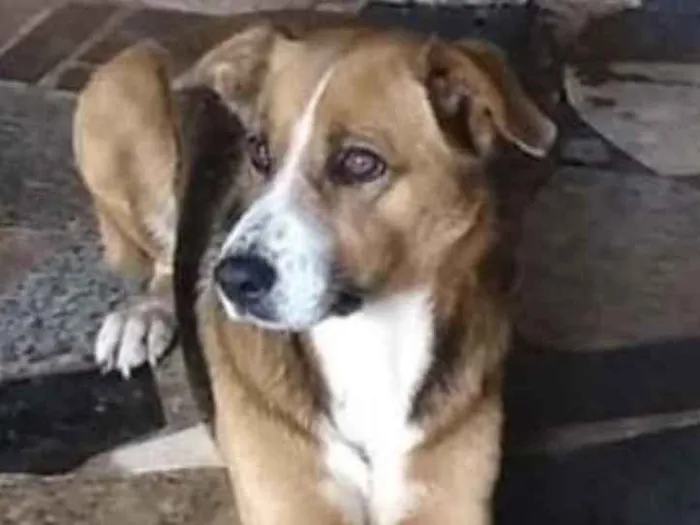 Cachorro ra a SRD idade 1 ano nome Paloma 