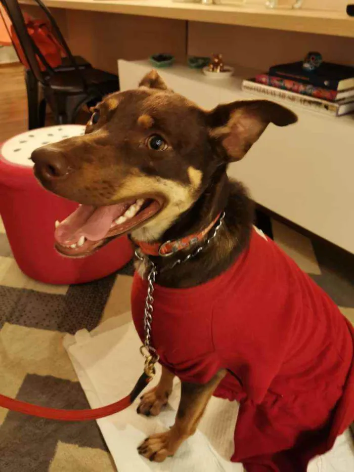 Cachorro ra a Sem Raça Definida idade 2 anos nome Leia