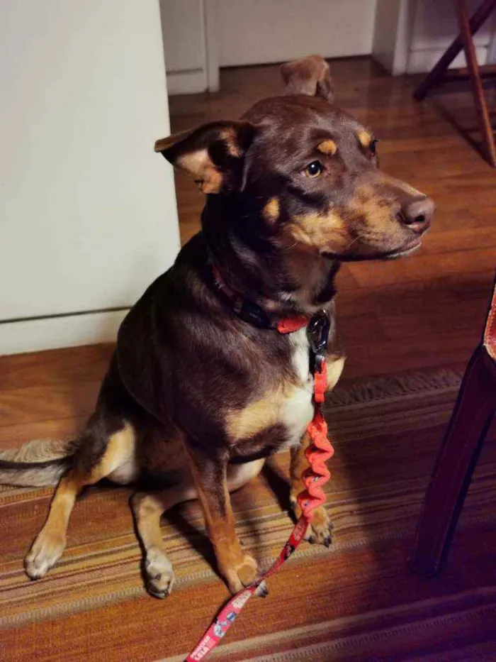 Cachorro ra a Sem Raça Definida idade 2 anos nome Leia