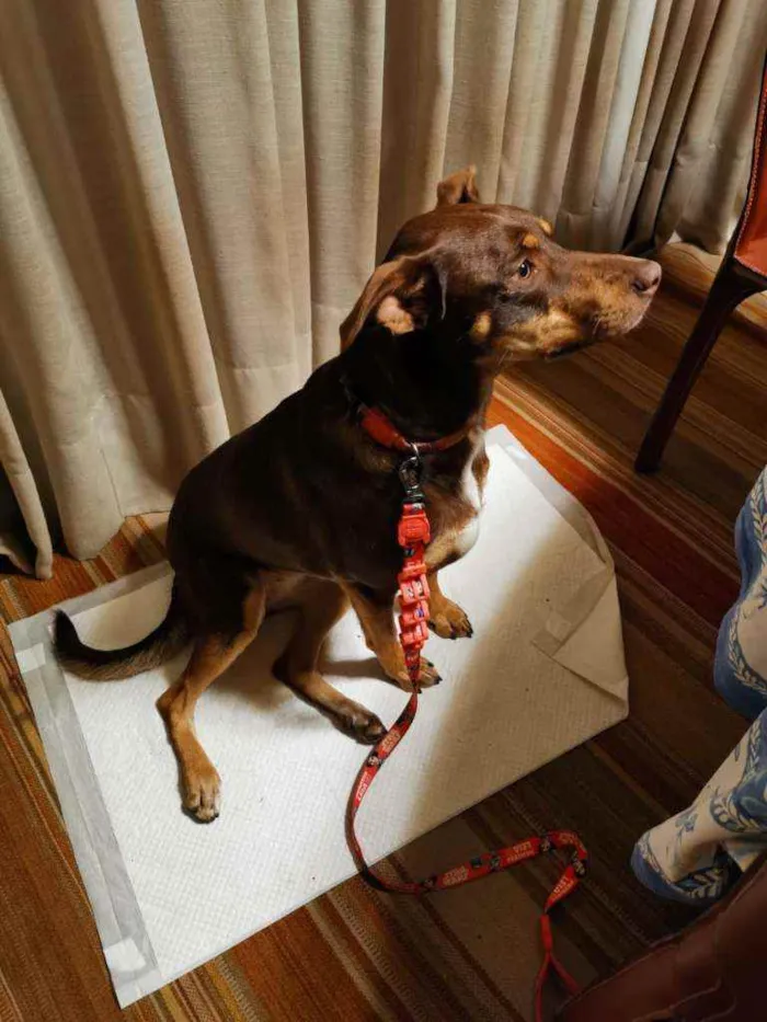 Cachorro ra a Sem Raça Definida idade 2 anos nome Leia