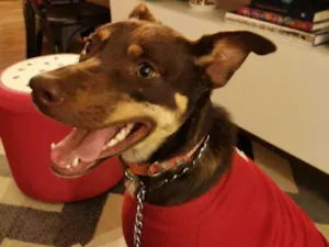 Cachorro raça Sem Raça Definida idade 2 anos nome Leia