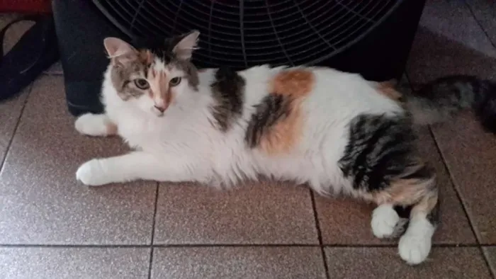 Gato ra a Srd idade 2 anos nome Pity