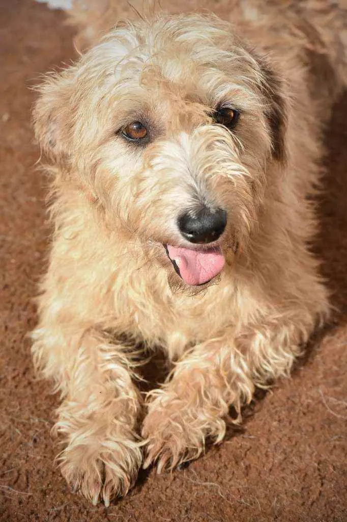 Cachorro ra a SRD idade 4 anos nome Magali