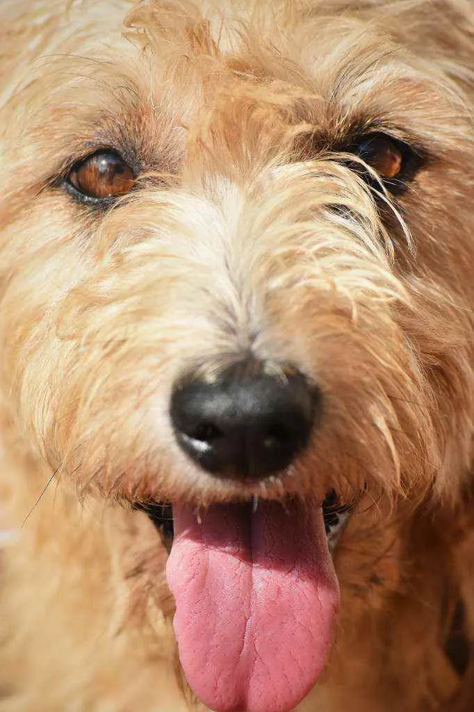 Cachorro ra a SRD idade 4 anos nome Magali