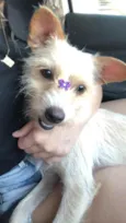 Estrela