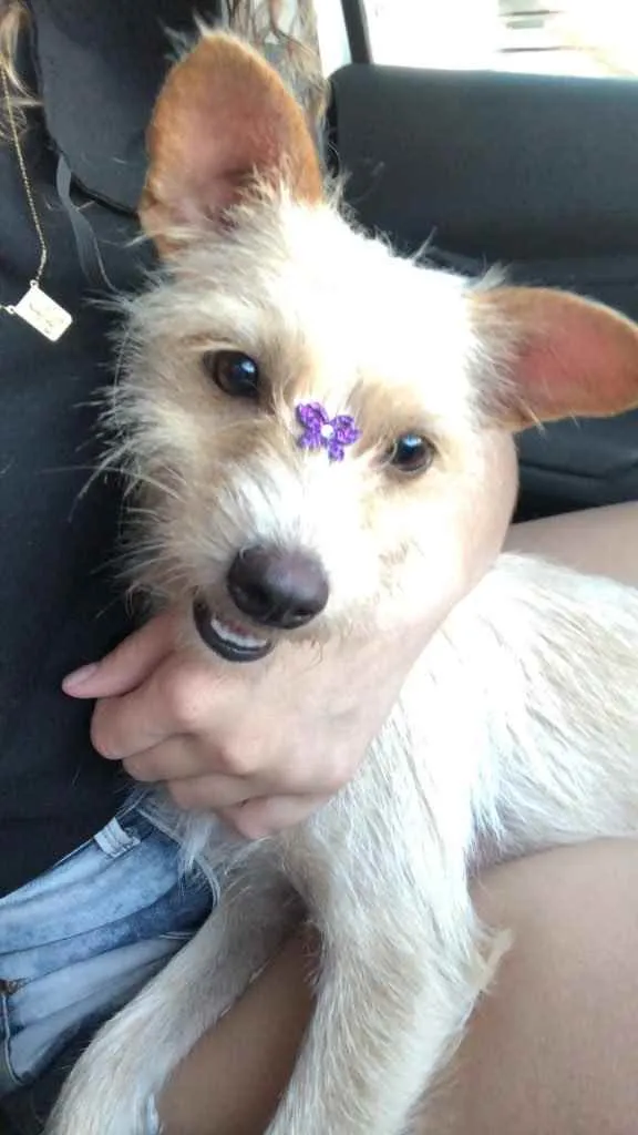 Cachorro raça Podool  idade 2 anos nome Estrela