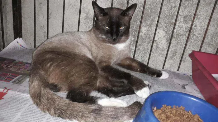 Gato ra a Siames idade 1 ano nome Bello
