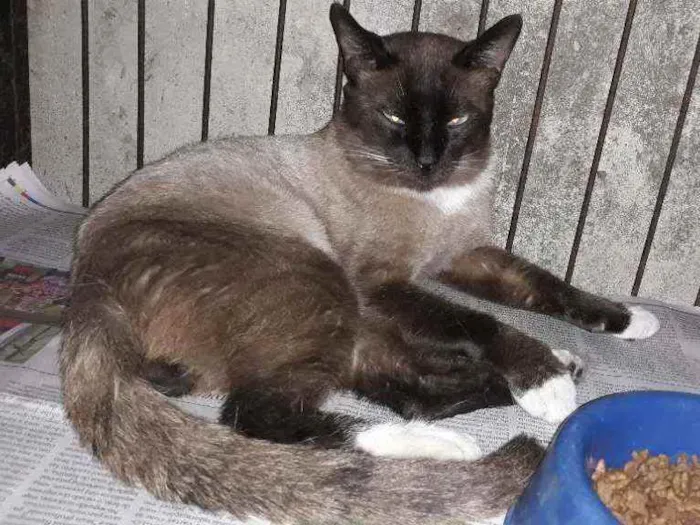 Gato ra a Siames idade 1 ano nome Bello