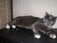 Rodrigo 