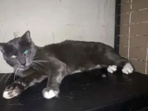 Gato raça Srd idade  nome Rodrigo 