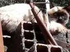 Gato ra a Cianes  idade  nome Sem nome 