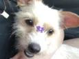 Estrela