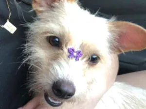 Cachorro raça Podool  idade 2 anos nome Estrela