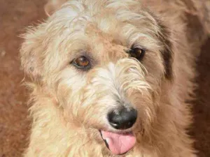 Cachorro raça SRD idade 4 anos nome Magali