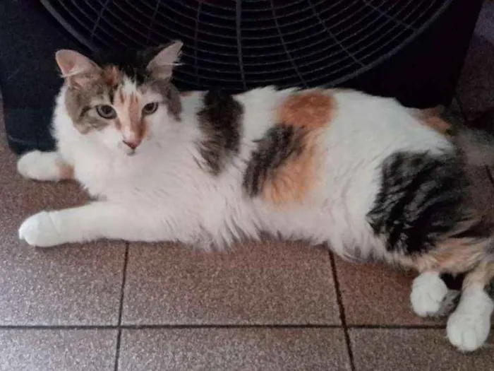 Gato ra a Srd idade 2 anos nome Pity