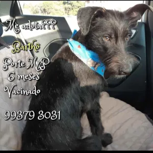 Cachorro raça SRD idade 2 a 6 meses nome Barthô 