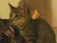 Gato para Adoção