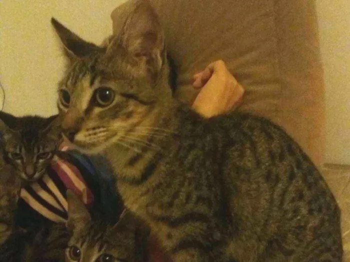 Gato raça  idade 2 a 6 meses nome Gato para Adoção