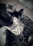 Gato para Adoção