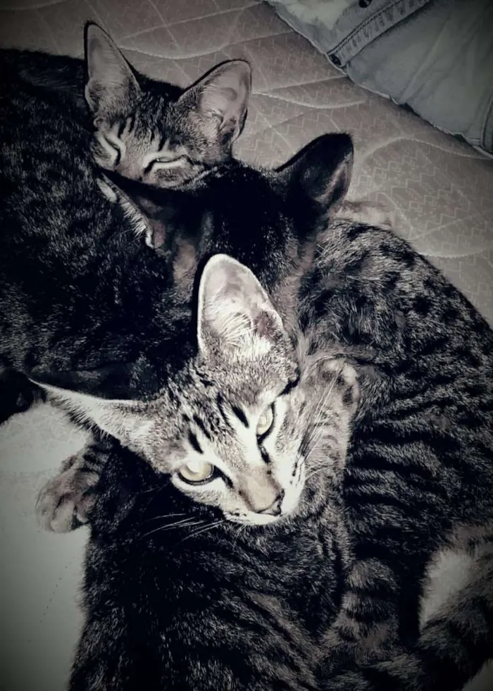 Gato raça  idade 2 a 6 meses nome Gato para Adoção