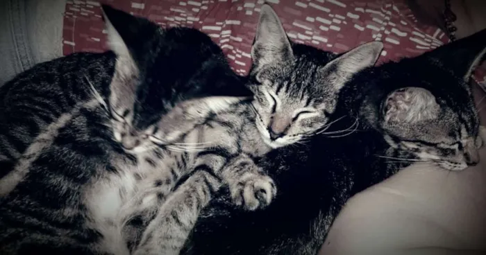 Gato raça  idade 2 a 6 meses nome Gato para Adoção