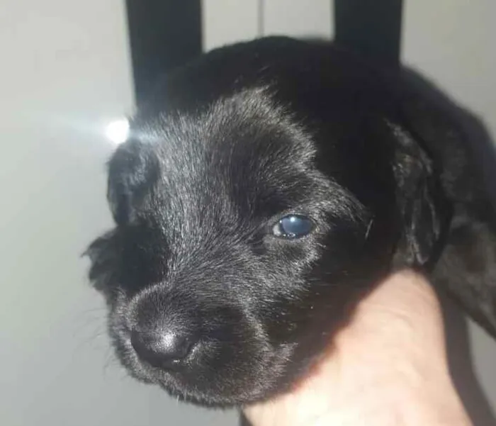 Cachorro ra a Srd idade Abaixo de 2 meses nome Taylor