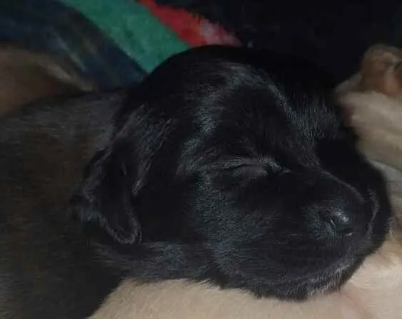 Cachorro ra a Srd idade Abaixo de 2 meses nome Taylor
