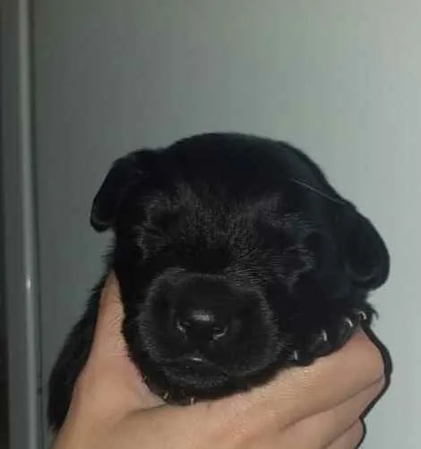 Cachorro ra a Srd idade Abaixo de 2 meses nome Taylor