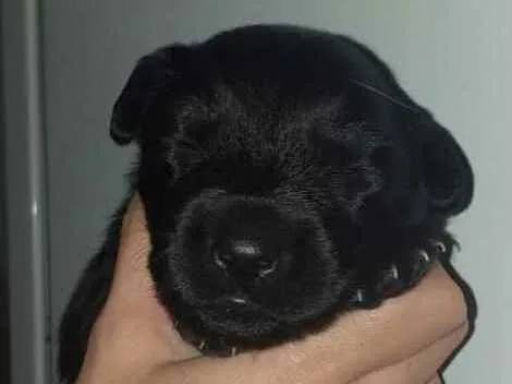 Cachorro ra a Srd idade Abaixo de 2 meses nome Taylor