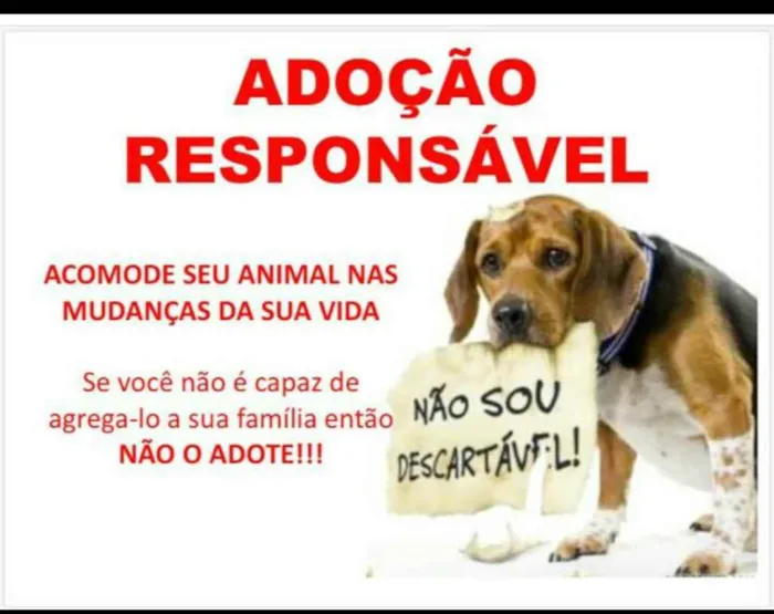 Cachorro ra a Srd idade Abaixo de 2 meses nome Taylor