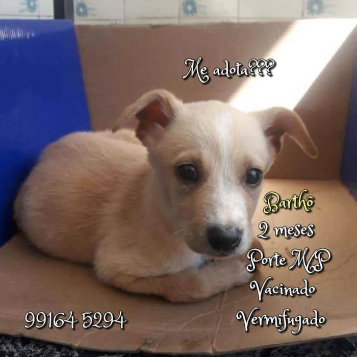 Cachorro raça SRD idade 2 a 6 meses nome Barthô 