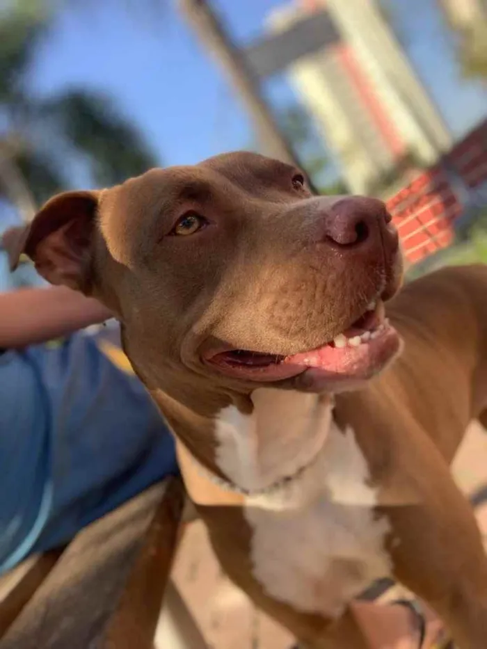 Cachorro ra a Pitbull Red Nose Pura idade 2 anos nome Marie
