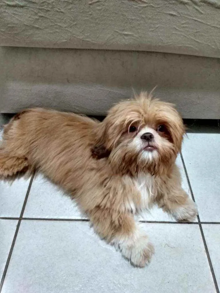 Cachorro ra a Shitzu idade 2 a 6 meses nome Mega