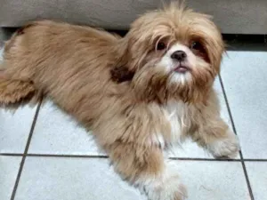 Cachorro raça Shitzu idade 2 a 6 meses nome Mega
