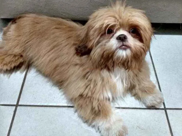 Cachorro ra a Shitzu idade 2 a 6 meses nome Mega