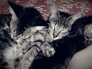 Gato raça  idade 2 a 6 meses nome Gato para Adoção