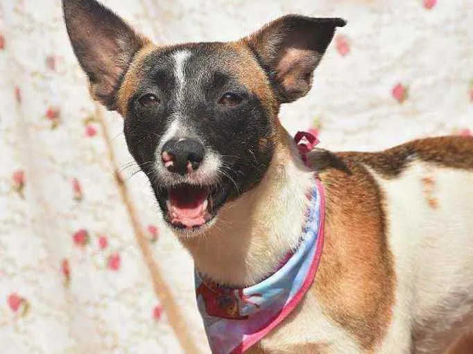 Cachorro ra a SRD idade 1 ano nome Shiva