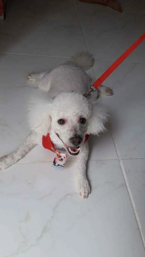 Cachorro ra a Poodle idade 3 anos nome Bili