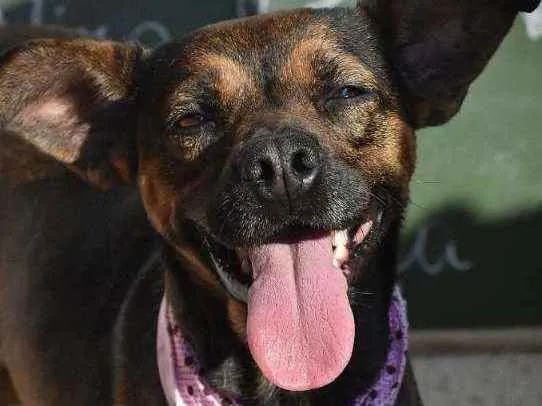 Cachorro ra a SRD idade 3 anos nome Panetone